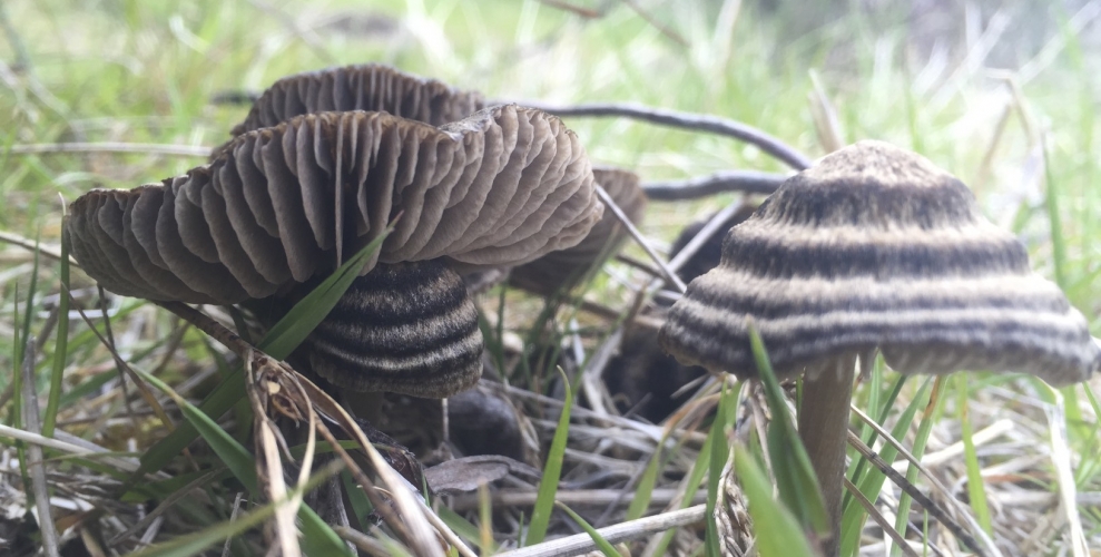 Tongariro National Park Mushrooms